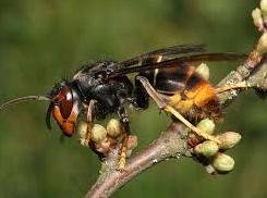 Asian Hornet