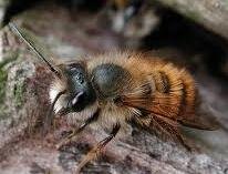 Image missing: Red mason bee