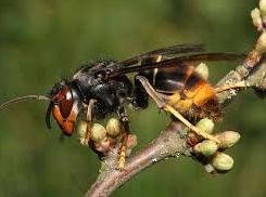 Picture of an Asian hornet