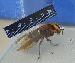 Image missing: A native European hornet