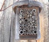 Image missing: A good nest for solitary bees