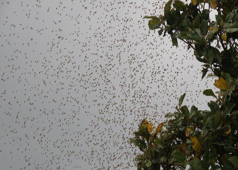 Picture of a swarm