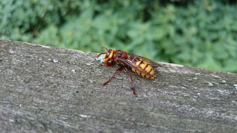 Vespa crabro, the European hornet